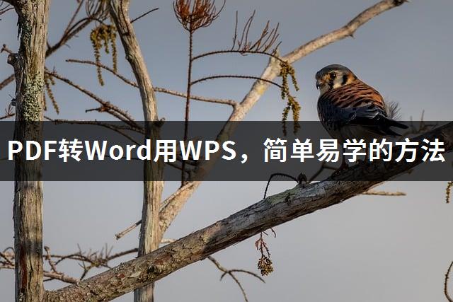 PDF转Word用WPS，简单易学的方法-1